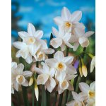 Narcis 'Tresamble' 5 ks – Hledejceny.cz