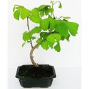 bonsai - jinan dvoulaločný (ginko biloba) 779-M