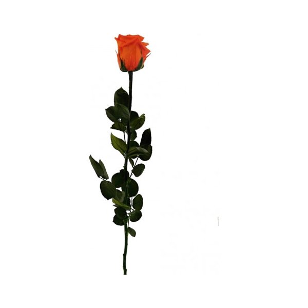 Květina Stabilizovaná růže - oranžová