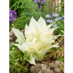 Bohyška 'White Feather' 1 ks – Zboží Dáma