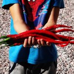 Elephant s Trunk – Zboží Dáma