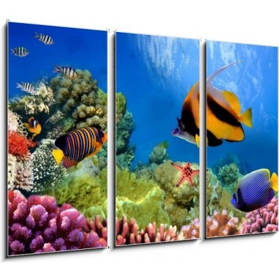 Obraz 3D třídílný - 105 x 70 cm - Marine life on the coral reef Mořský život na korálovém útesu – Hledejceny.cz