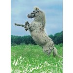 Pohlednice Kůň 96 – Hledejceny.cz