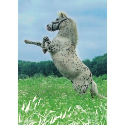 Pohlednice Kůň 96 – Hledejceny.cz