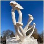 Sadba Lihovec moučný Shimeji - kolíčková 30 ks – Zboží Mobilmania