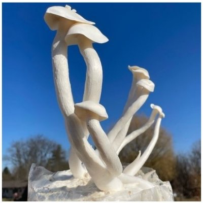 Sadba Lihovec moučný Shimeji - kolíčková 30 ks – Zboží Mobilmania