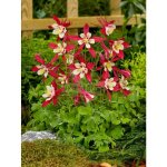 GREENBOSS FLOWER Orlíček 'Crimson Star' Průměr květináče: 9 až 12 cm – Zboží Dáma