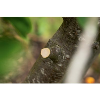 Bosch AdvancedPrune 18V-45 06008C5001 – Zboží Dáma