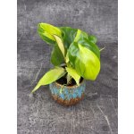 Philodendron Scandens Brasil mini – Zboží Dáma