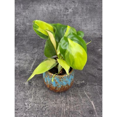 Philodendron Scandens Brasil mini – Zboží Dáma