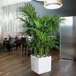 Lechuza Cube Premium 40 cm White – Zboží Dáma