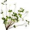 Květina rostlina keř - plant bush zelený 46 cm