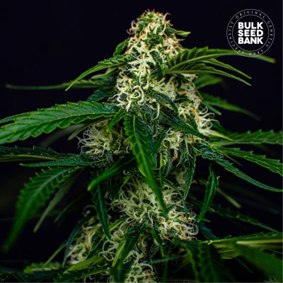 Bulk Seed Bank Auto Watermelon Jam semena neobsahují THC 10 ks – Zboží Dáma