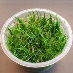 Eleocharis acicularis – Zboží Mobilmania