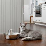 PetSafe Seaside fontánka 1,8 l – Sleviste.cz