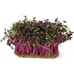 Ředkev Rambo, semínka ke klíčení a pro pěstování microgreens, 100g – HobbyKompas.cz