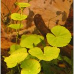 Hydrocotyle leucocephala – Zboží Dáma