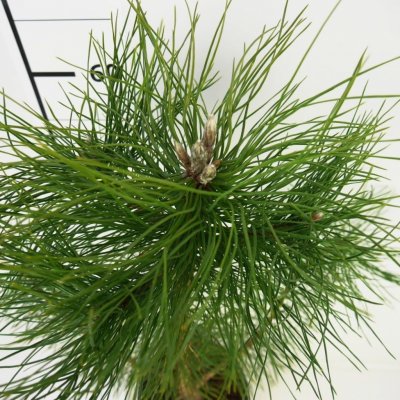 Pinus nigra Prodejní velikost: 030/040, Velikost hrnku: 2 l
