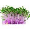 Osivo a semínko Microgreens semínka na klíčky - Kedluben červený 10 g