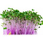Microgreens semínka na klíčky - Kedluben červený 10 g