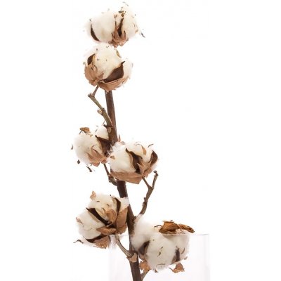 Sušený bavlník větvička 6 květů – Zboží Mobilmania