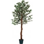PLANTASIA 27406 Umělý strom rostlina - fíkus - 160 cm – Hledejceny.cz