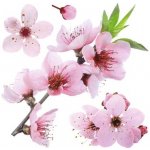 Crearreda Samolepicí dekorace WA M Cherry Blossom 54327 Kvetoucí třešňová větev 2 archy 31x31 cm – Sleviste.cz