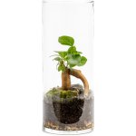 Gardners Skleněná váza Tilia, 10x25 cm - osázené Ficus Microcarpa Ginseng – Hledejceny.cz