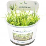 Juncus Repens - Sítina plazivá – Zboží Dáma