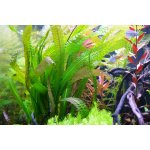 Aponegeton longipolimus – Sleviste.cz