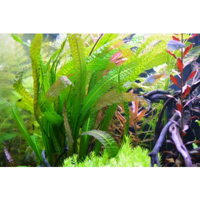 Aponegeton longipolimus – Sleviste.cz