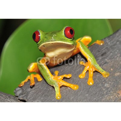 WEBLUX 16286754 Samolepka fólie red eyed green tree frog curiously looking at camera červené oči zelené strom žába zvědavě díval se na kameru rozměry 145 x 100 cm – Zbozi.Blesk.cz
