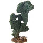 Hobby Kaktus Victoria 2 22 cm – Sleviste.cz