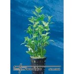 Hygrophila polysperma - Mokřanka mnohosemenná – HobbyKompas.cz