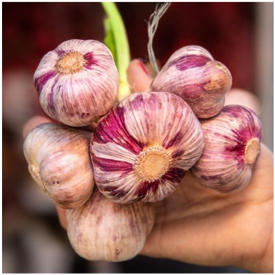 Sadbový česnek Slavin II - Allium sativum - paličák - 1 balení – Zbozi.Blesk.cz