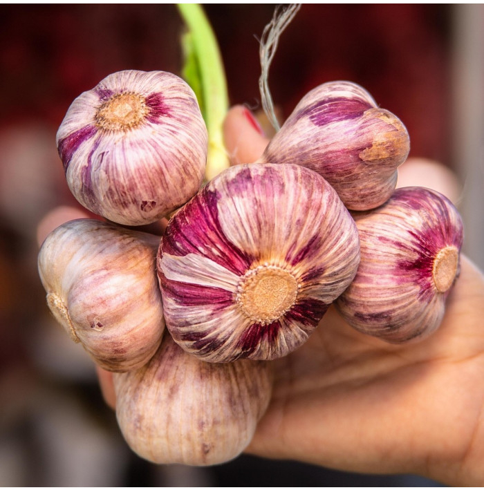 Sadbový česnek Slavin II - Allium sativum - paličák - 1 balení