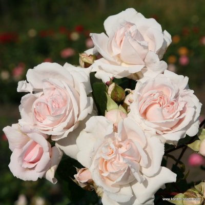 Růže mnohokvětá Kordes, Rosa Constanze Mozart, světle růžová, velikost kontejneru 2 l – Zbozi.Blesk.cz