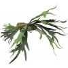 Květina Parožnatka/platycerium zelená V50 cm