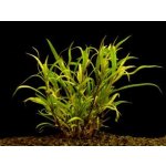 Hygrophila lacustris - Mokřanka jezerní – Hledejceny.cz