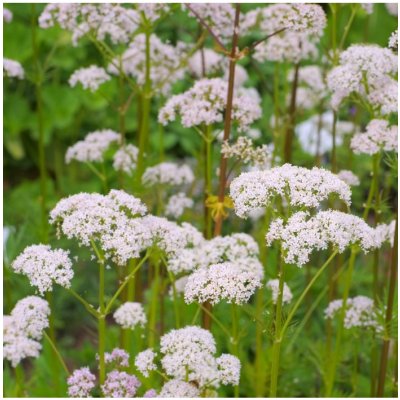 Kozlík lékařský - Valeriana officinalis - semena kozlíku - 0,1 g