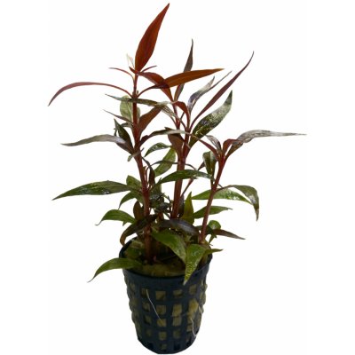 Alternanthera reineckii mini - Plevuňka reinekova mini – Zboží Dáma