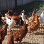 TENAX Síť proti dravcům - Ochranná síť pro drůbež 16m x 3,8m – Sleviste.cz