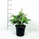 Abies concolor 'Archer's Dwarf' Prodejní velikost: 020/030, Velikost hrnku: 3 l – Zboží Mobilmania