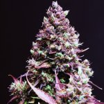 Sweet Seeds Cream Caramel AUTO semena neobsahují THC 3 ks – Zboží Mobilmania