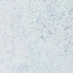 Korek Jelínek Corkline Standard White HRN KP0371 1,89 m² – Zbozi.Blesk.cz