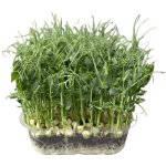 Microgreens Hrách setý Affyla na microgreens, 100 g – Zboží Dáma