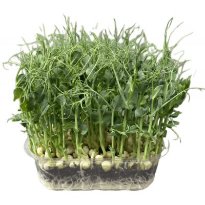 Microgreens Hrách setý Affyla na microgreens, 100 g – Zboží Dáma