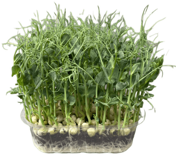 Microgreens Hrách setý Affyla na microgreens, 100 g