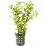 Hygrophila polysperma variabilis – Zboží Dáma