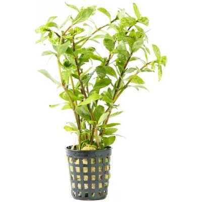 Hygrophila polysperma variabilis – Zboží Dáma